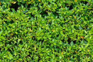 Obraz premium Green leaf background