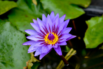 Purple lotus