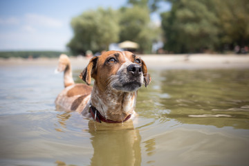 Cute mixed breed dog on vacation