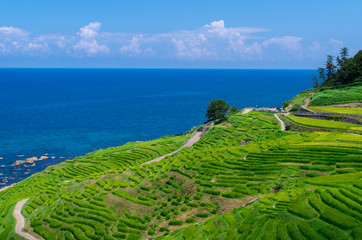 夏の白米の千枚田