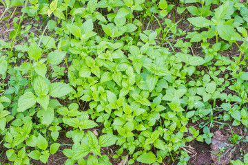 mint plant grow at vegetable garden with soil