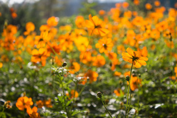 Yellow flowers background
