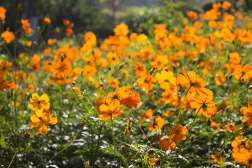 Yellow flowers background