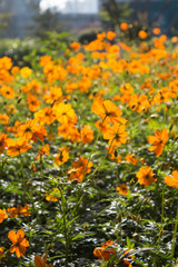 Yellow flowers background