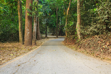 Fototapeta premium Forest Lane in the Autumn.