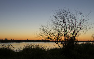 dry tree near the river