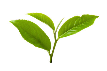 green tea leaf isolated on white background