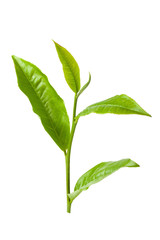 green tea leaf isolated on white background