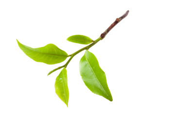 green tea leaf isolated on white background