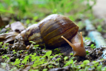 A cute snail walks (actually slides) on a wooden plate in the garden (Macro, small animal, beautiful)