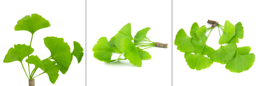 Ginkgo Biloba Leaf Collection