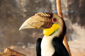 Close Up of Great Hornbill in Forrest.