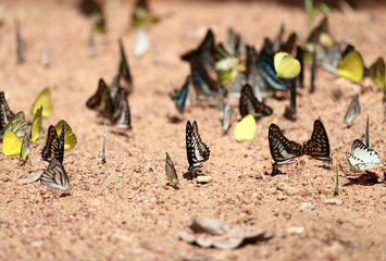 Group of  butterfly on the ground