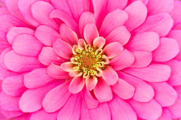 Zinnia Flower