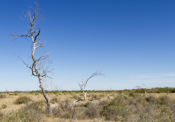 dead trees in the desert