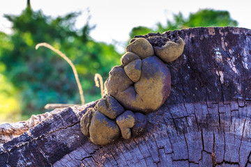 Old Stump with Mushrooms.