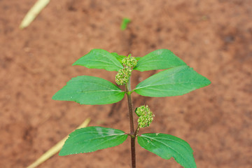 Garden Spurge (Euphorbia hirta L.) Thai Traditional Antibiotics.