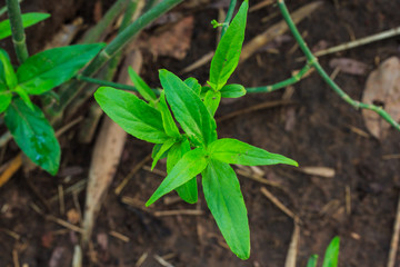  Clinacanthus nutans (Burm.f.) Lindau.