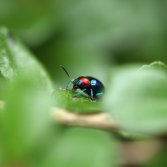 A Beetle perched on a plant leaf. Superfamily Scarabaeoidea, Fam