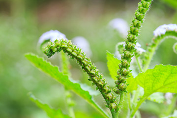 Heliotropium indicum, Thai herb.