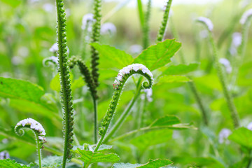Heliotropium indicum, Thai herb.