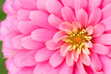 Zinnia Flower