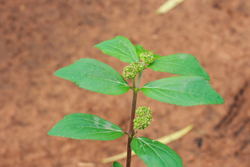 Garden Spurge (Euphorbia hirta L.) Thai Traditional Antibiotics.