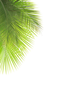 Fototapeta Green coconut leaf frame isolated on white background