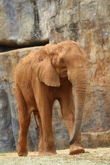 Fototapeta premium Africa Elephant at the zoo