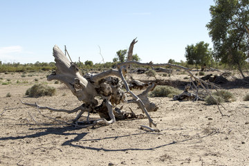 dry driftwood from the trunk