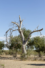 dry tree in the desert