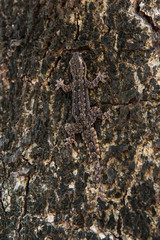 Lizard Camouflaged on the Tree