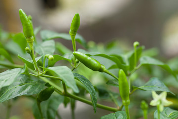 thai chili pepper plant
