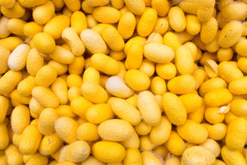 Silkworm cocoons