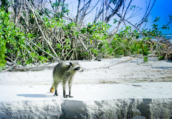 A Raccoon on the swamp forest