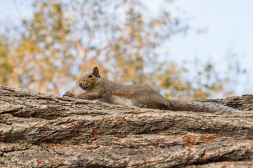 grey squirrel