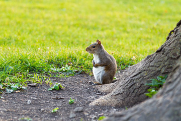grey squirrel