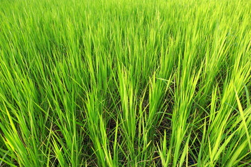 green jasmine rice field