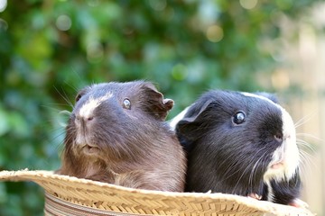 Guineapigs In The Hat