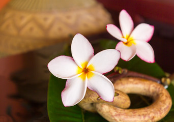 beautiful pink white flower plumeria or frangipani with green leaf and boutique vintage style decoration