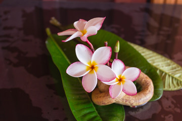 beautiful pink white flower plumeria or frangipani with green leaf and boutique vintage style decoration