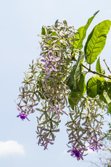 Obraz premium Purple wreath