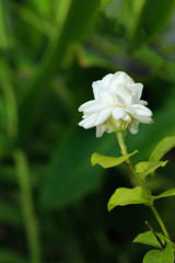 Obraz na płótnie Canvas Jasmine White Flower.