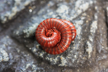 Millipede is Insects that have Several Legs.