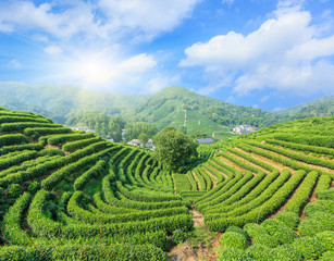 Tea Plantations