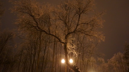 Зимний парк с фонарями и деревьями в инеи © ikvnua