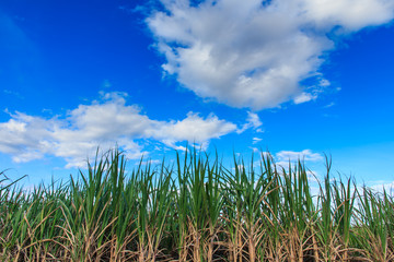 Sugarcan Plantation with Blue Sky.