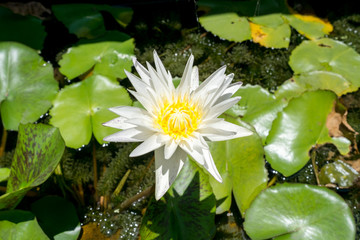 lotus flower with green leaf, water lily