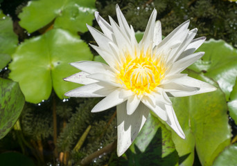 lotus flower with green leaf, water lily.