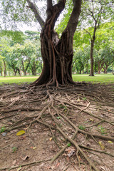 Tree root on the ground.